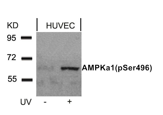 Anti-Phospho-AMPK α1 (Ser496) Polyclonal Antibody 2