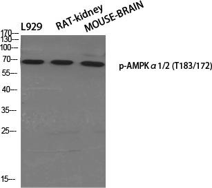 Anti-Phospho-AMPKα1/2 (Thr183/172) Polyclonal Antibody 2