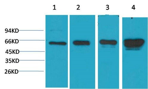 Anti-AMPK α1 Antibody (5Z479)