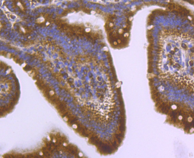 Anti-Apg3 Antibody (1O195)