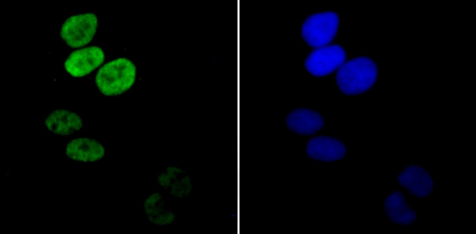 Anti-Apg3 Antibody (4A829)