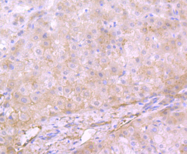 Anti-Apolipoprotein A-II/APOA2 Antibody (7V111)