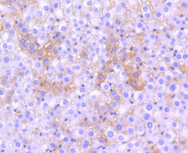 Anti-Apolipo E/APOE3 Antibody (7Q652)