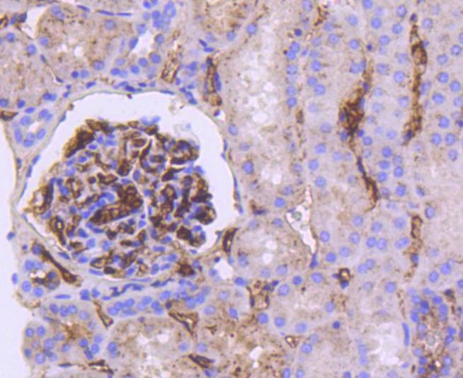Anti-Apolipo E/APOE3 Antibody (7Q652)