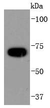 Anti-APC6 Antibody (1Q510)