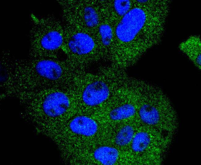 Anti-APC6 Antibody (1Q510)