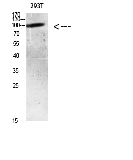 Anti-Acetyl-HNF4A (Lys633) Polyclonal Antibody