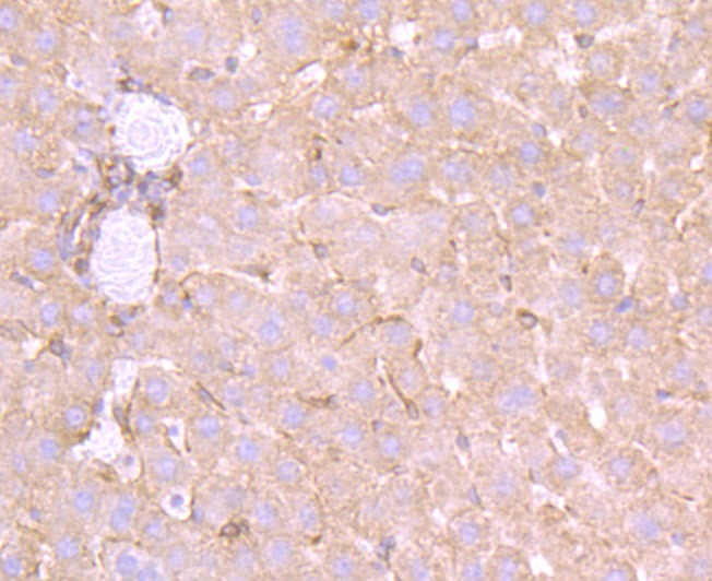 Anti-Apolipoprotein A-II/APOA2 Antibody (7V111)