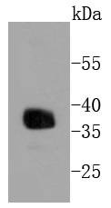 Anti-Apolipo E/APOE3 Antibody (7Q652)