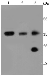 Anti-Aquaporin-1/AQP1 Antibody (3P252)