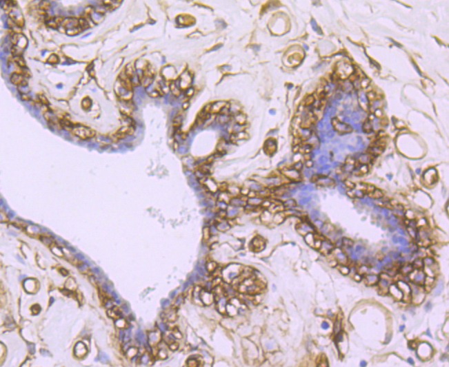 Anti-Aquaporin-1/AQP1 Antibody (3P252)