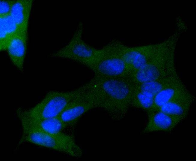 Anti-APC Antibody (8V676)