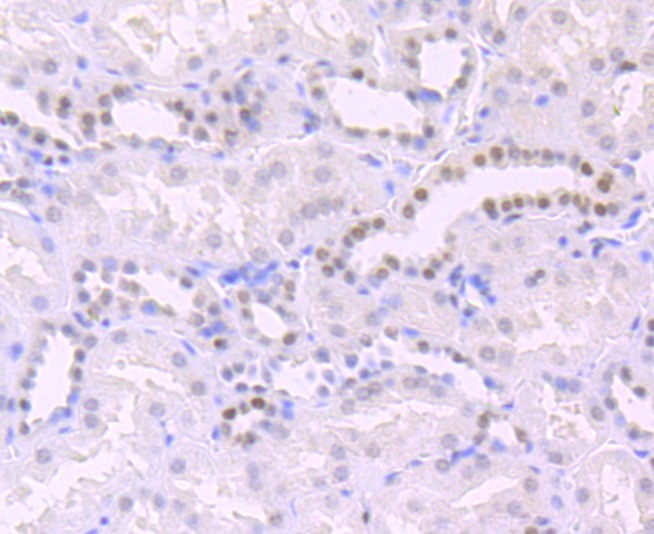Anti-Apg3 Antibody (4A829)