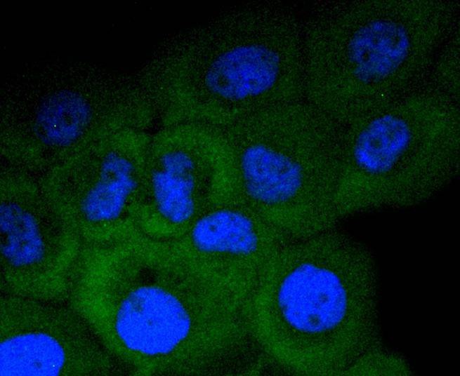 Anti-APC Antibody (8V676)