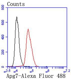 Anti-Apg7 Antibody (7C583)