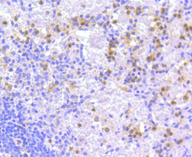 Anti-Apg7 Antibody (7C583)