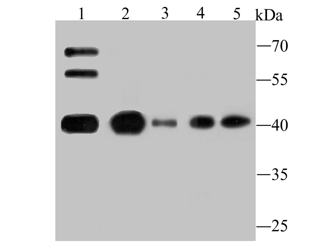 Anti-Apg3 Antibody (1O195)