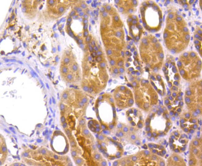 Anti-Apg7 Antibody (7C583)