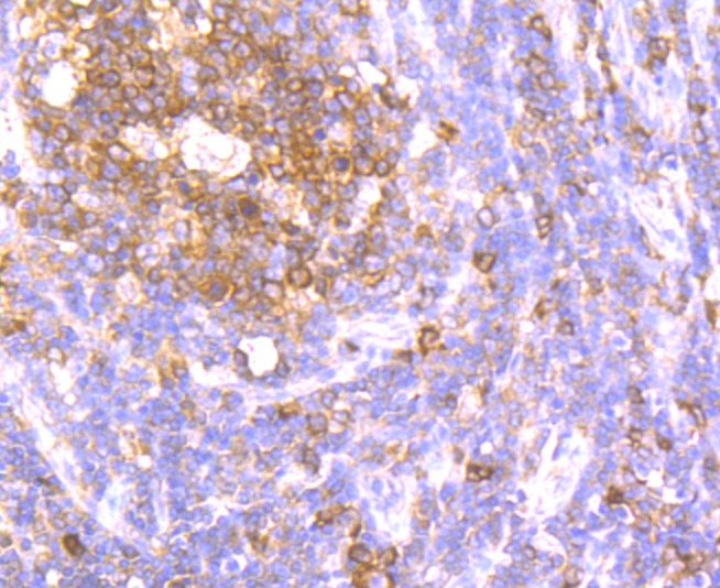 Anti-Apg3 Antibody (1O195)
