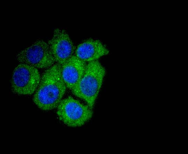Anti-Apg7 Antibody (7C583)