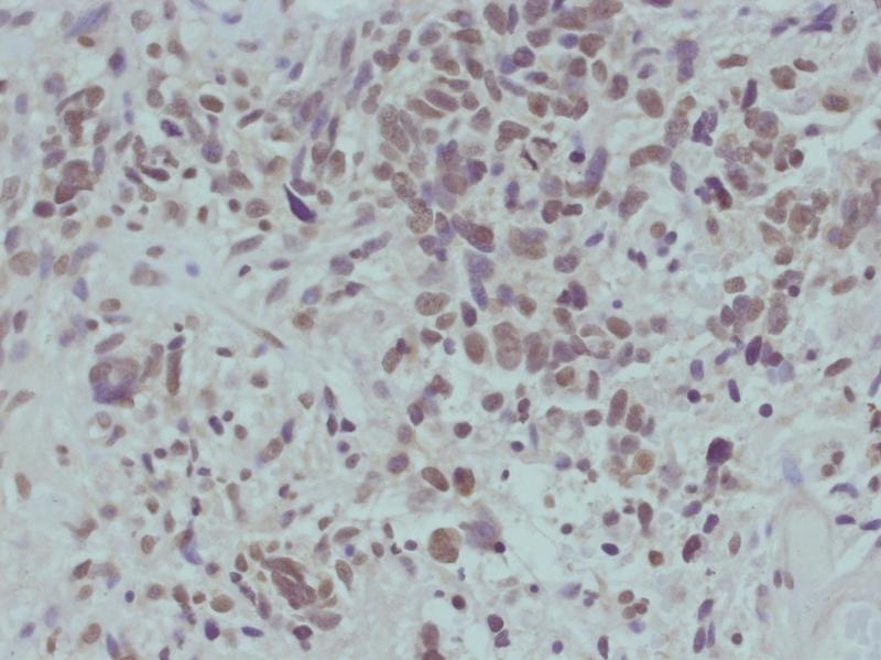 Anti-Phospho-CTNNB1 (Ser715) Polyclonal Antibody