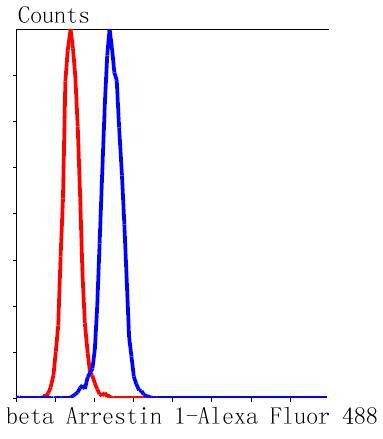Anti-ARRB1 Antibody (3Y284)