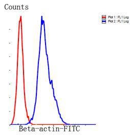Anti-Beta-Actin Antibody (1R828)