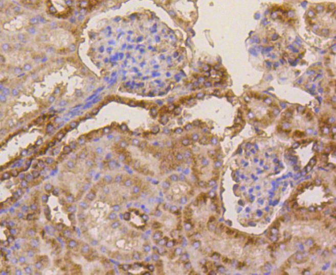 Anti-TUBB Antibody (7E2)