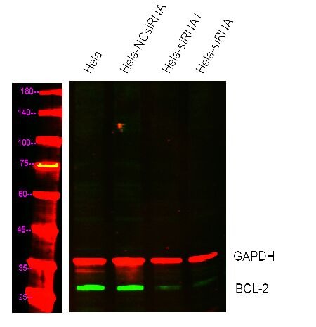 Anti-BCL2 Antibody (4G452)