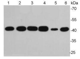 Anti-Beta-Actin Antibody (1R828)