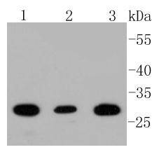 Anti-BDNF Antibody (4E523)
