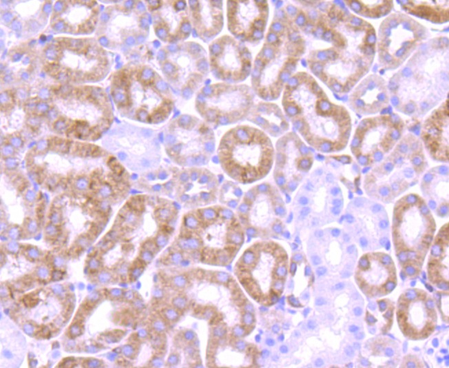 Anti-BCL2 Antibody (4Z465)