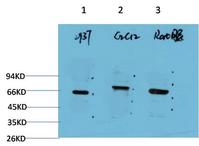 Anti-Beclin-1 Antibody (7N816)