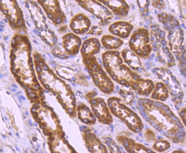 Anti-BCL2A1 Antibody (5Q732)