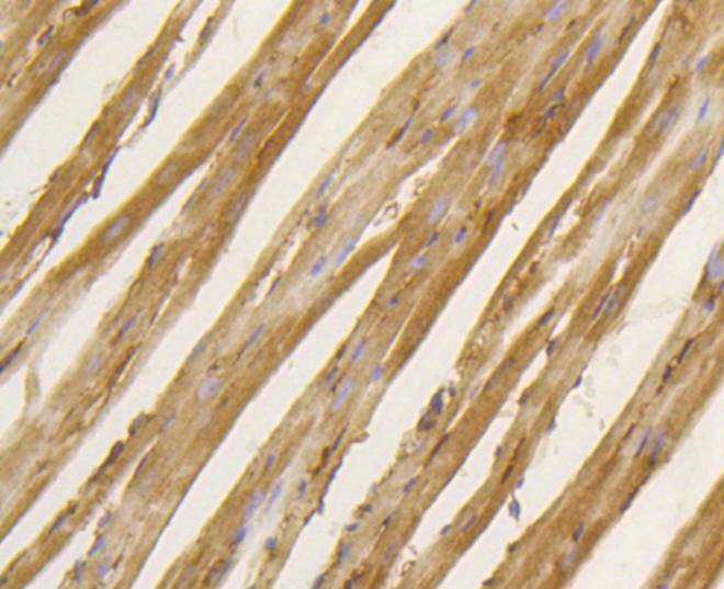 Anti-BDNF Antibody (4E523)