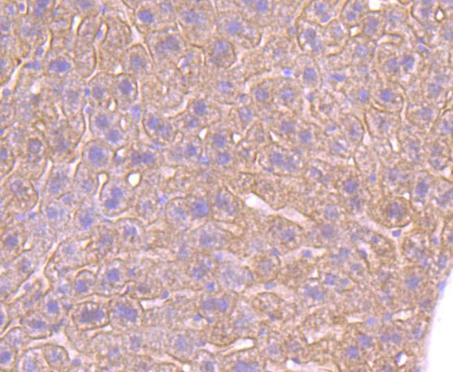 Anti-ADRB2 Antibody (3B949)