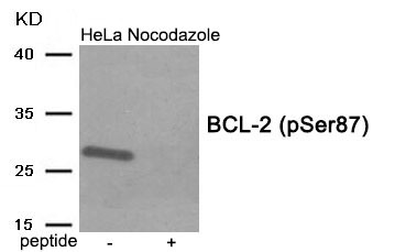 Anti-Phospho-BCL2 (Ser87) Polyclonal Antibody