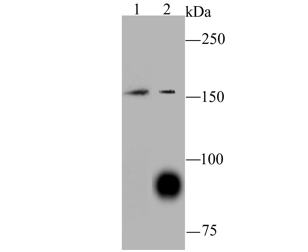 Anti-C12orf51 Antibody (8V885)