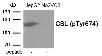 Anti-Phospho-CBL (Tyr674) Polyclonal Antibody