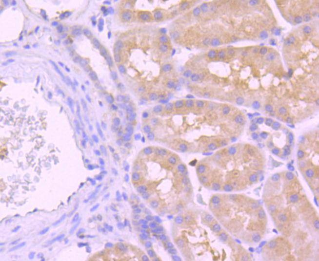 Anti-Caspase-8 Antibody (4B478)