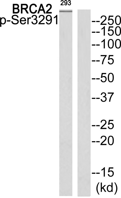 Anti-Phospho-BRCA2 (Ser3291) Polyclonal Antibody