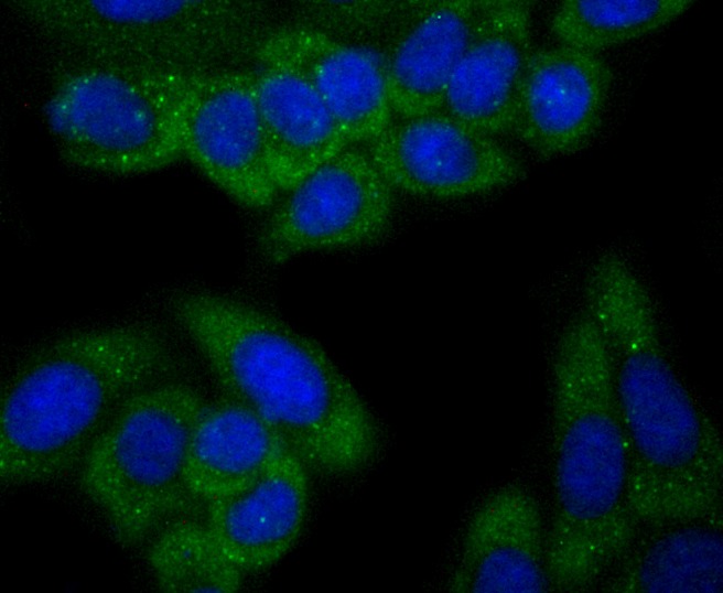 Anti-C12orf51 Antibody (8V885)
