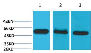 Anti-Caspase-8 Antibody (5V622)