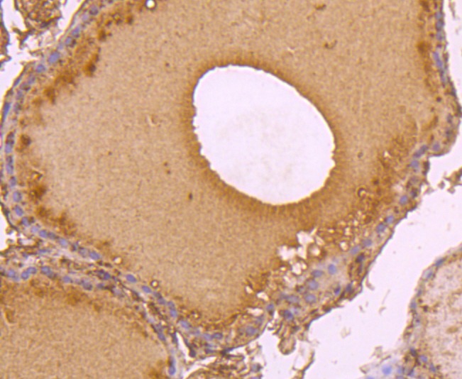 Anti-C14orf93 Antibody (8U54)