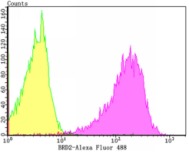 Anti-BRD2 Antibody (7Q375)