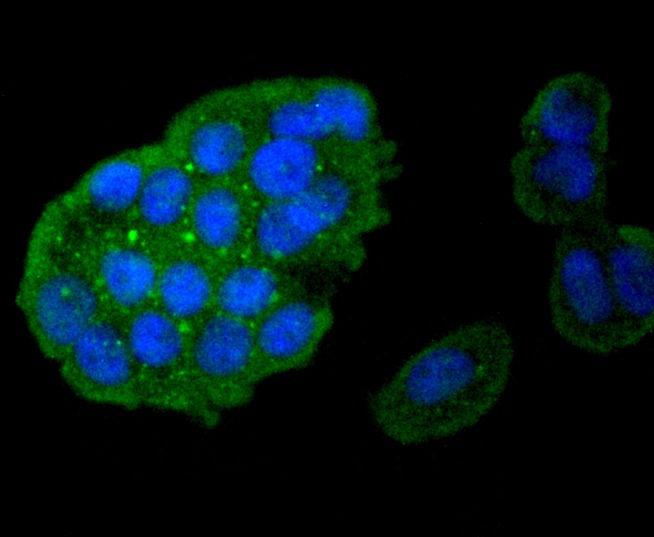 Anti-Caspase-8 Antibody (8B784)