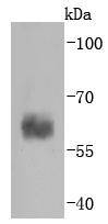 Anti-Caspase-10 Antibody (3V777)