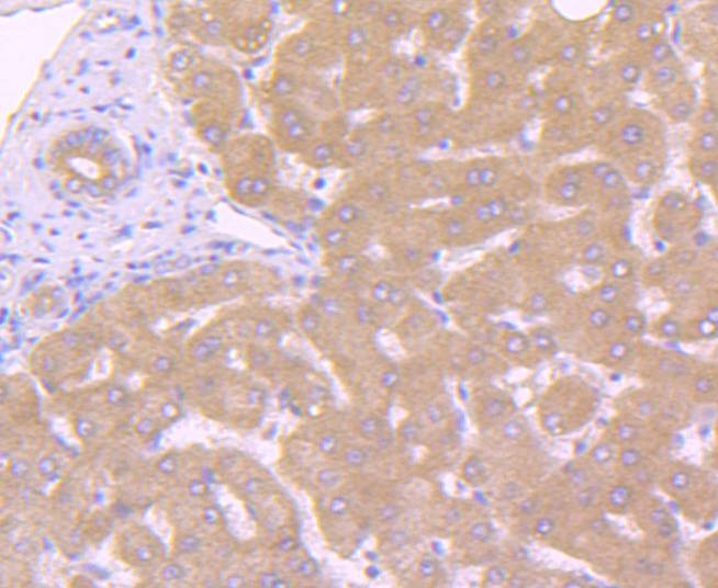 Anti-Caspase-10 Antibody (3V777)