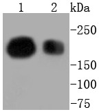 Anti-SMARCA4 Antibody (3I277)