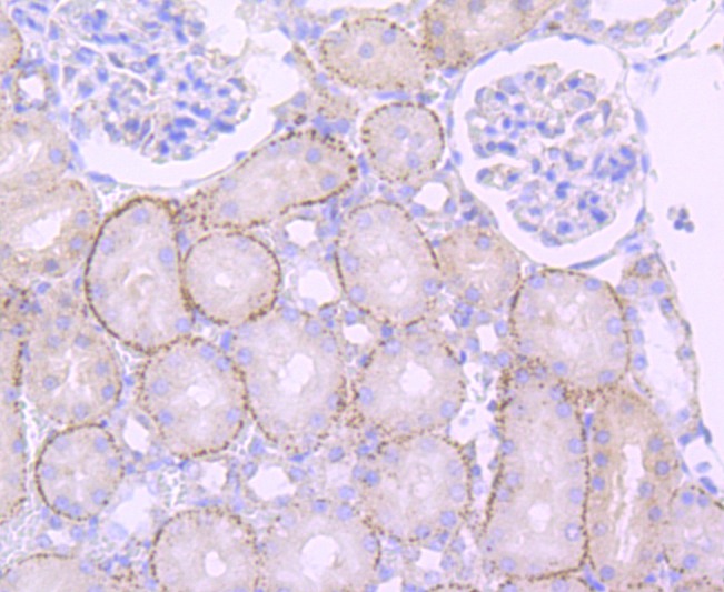 Anti-CTSL Antibody (9O318)